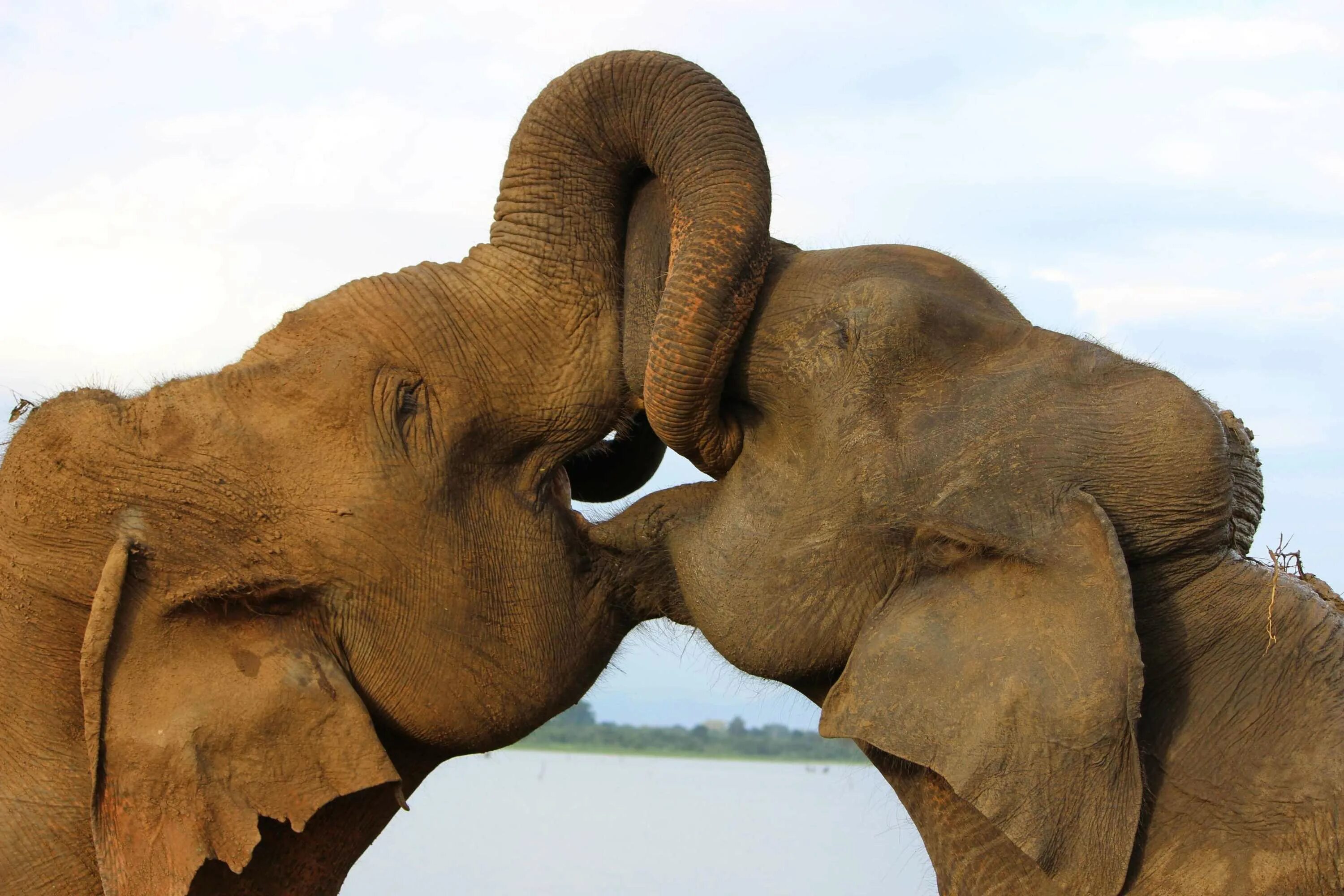 Слоны парочка. Слоники любовь. Влюбленные слоны. Спаривание со