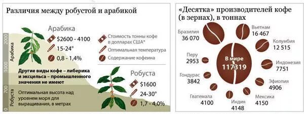 Состав арабики кофе. Зерно Арабика и Робуста разница. Сорта кофе в зернах Арабика и Робуста. Арабика и Робуста дерево. Зерна кофе арабики и робусты.