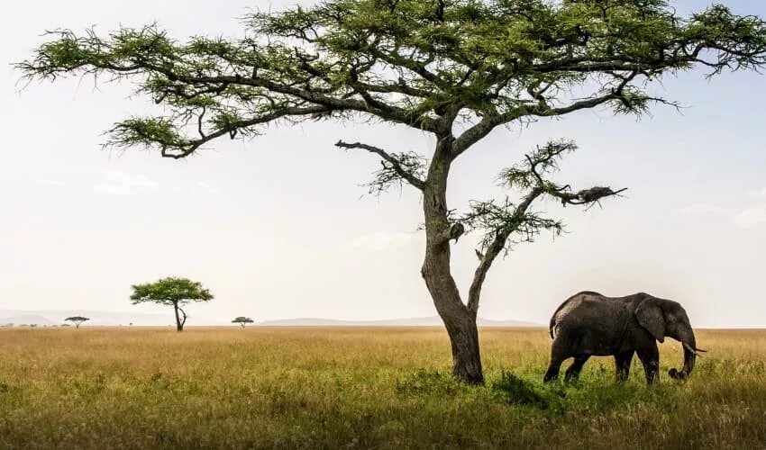 проект африканское савана. технология 2 класс школа россии африканская саванна. технология наши проекты африканская саванна. африканская саванна технология. наши проекты.