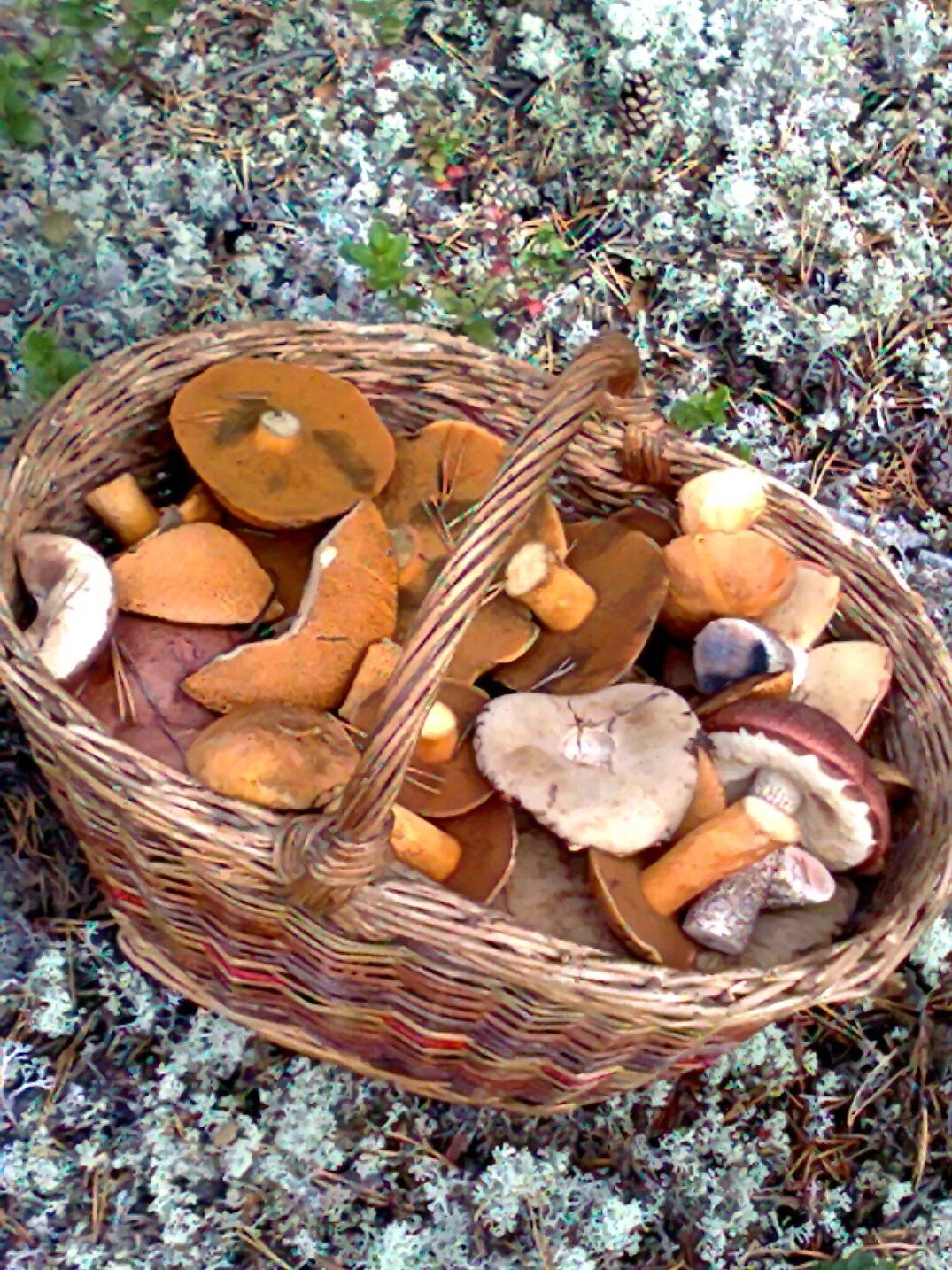 Первые весенние грибы съедобные. Весенние грибы в Подмосковье съедобные. Ранние грибы Черноземья. Ранние весенние грибы в Подмосковье съедобные. Ранние весенние грибы съедобные.