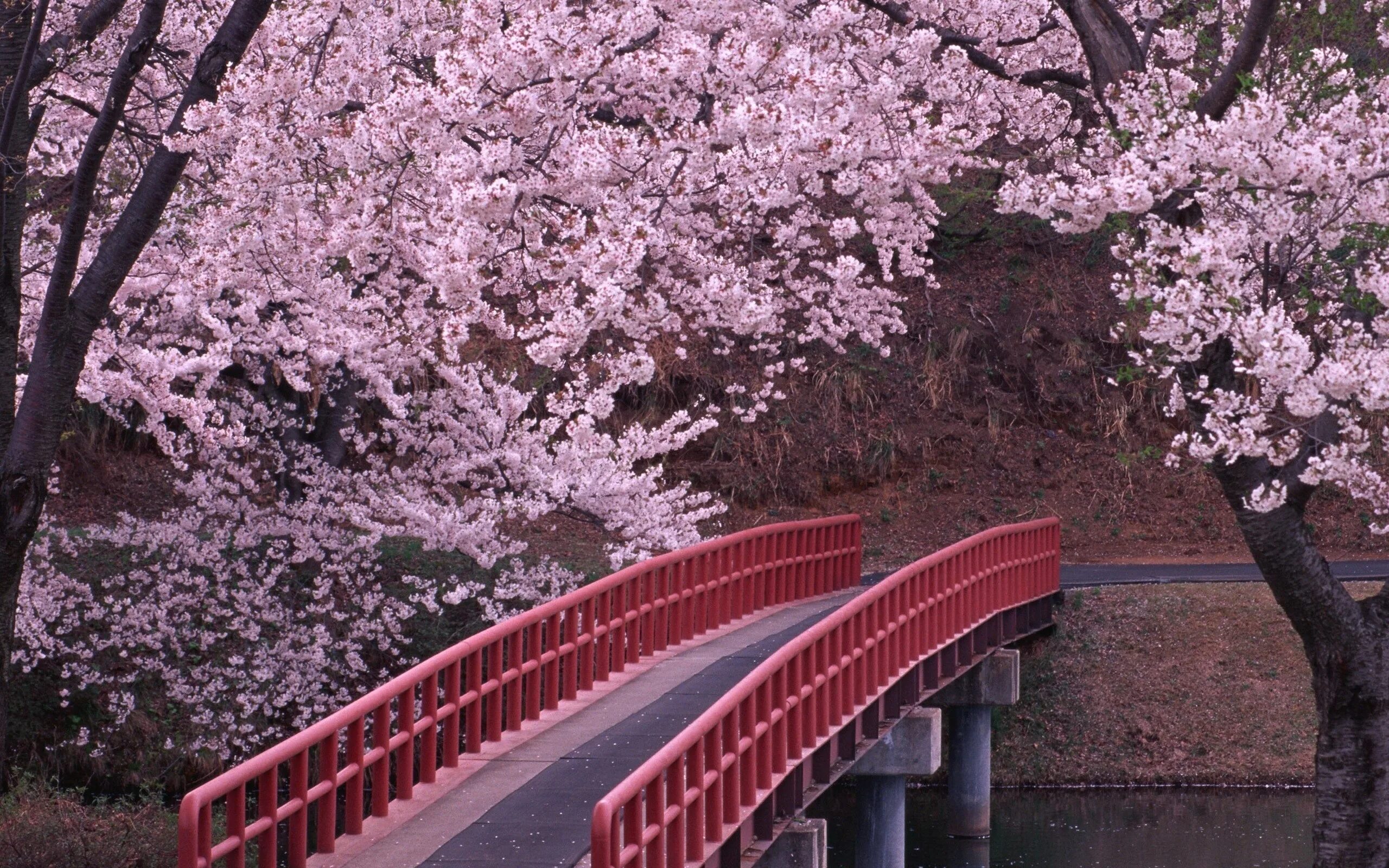 New blossom. Сакура черри блоссом. Черри блоссом дерево. Сакура Намсан. Цветение Сакуры в Японии сады.