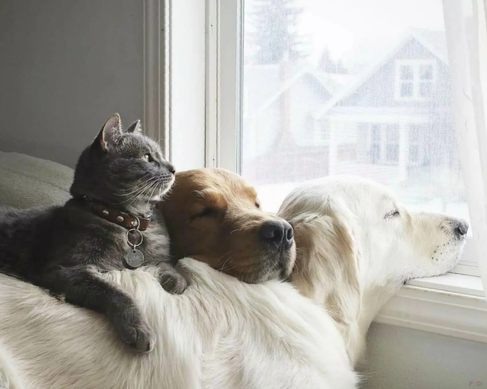 Большие собаки и кошки. Кошки и собаки. Собаки обнимаются. Собака с кошкой дружат. Собака и кошка вместе.