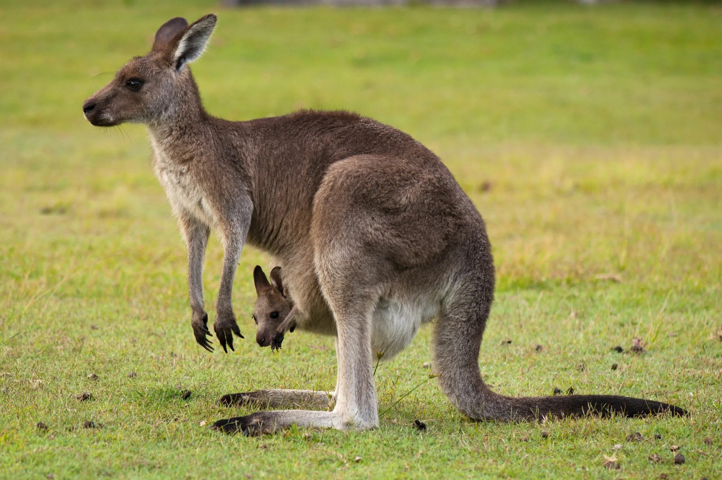 Кенгуру гранди. Сумчатые животные Австралии кенгуру. Сумчатые кенгуру в Австралии. Длинноухий кенгуру. Сумчатые млекопитающие Австралии.