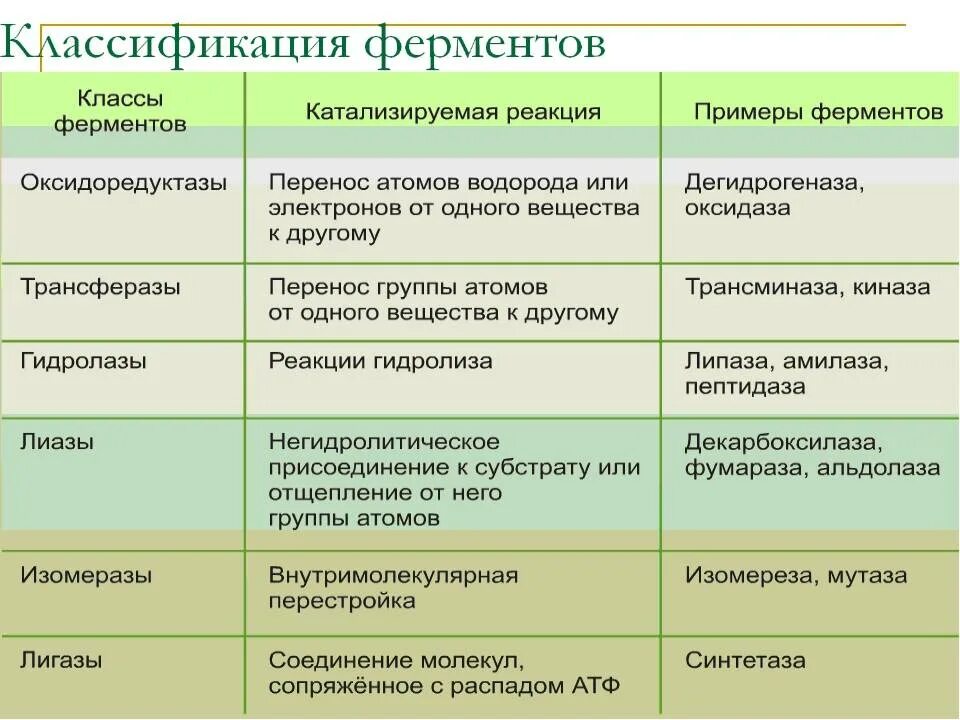 Классификация белков ферментов. Функции классов ферментов. Классификация ферментов примеры для каждого класса ферментов. Классификация ферментов биохимия таблица. Какова будет реакция организма