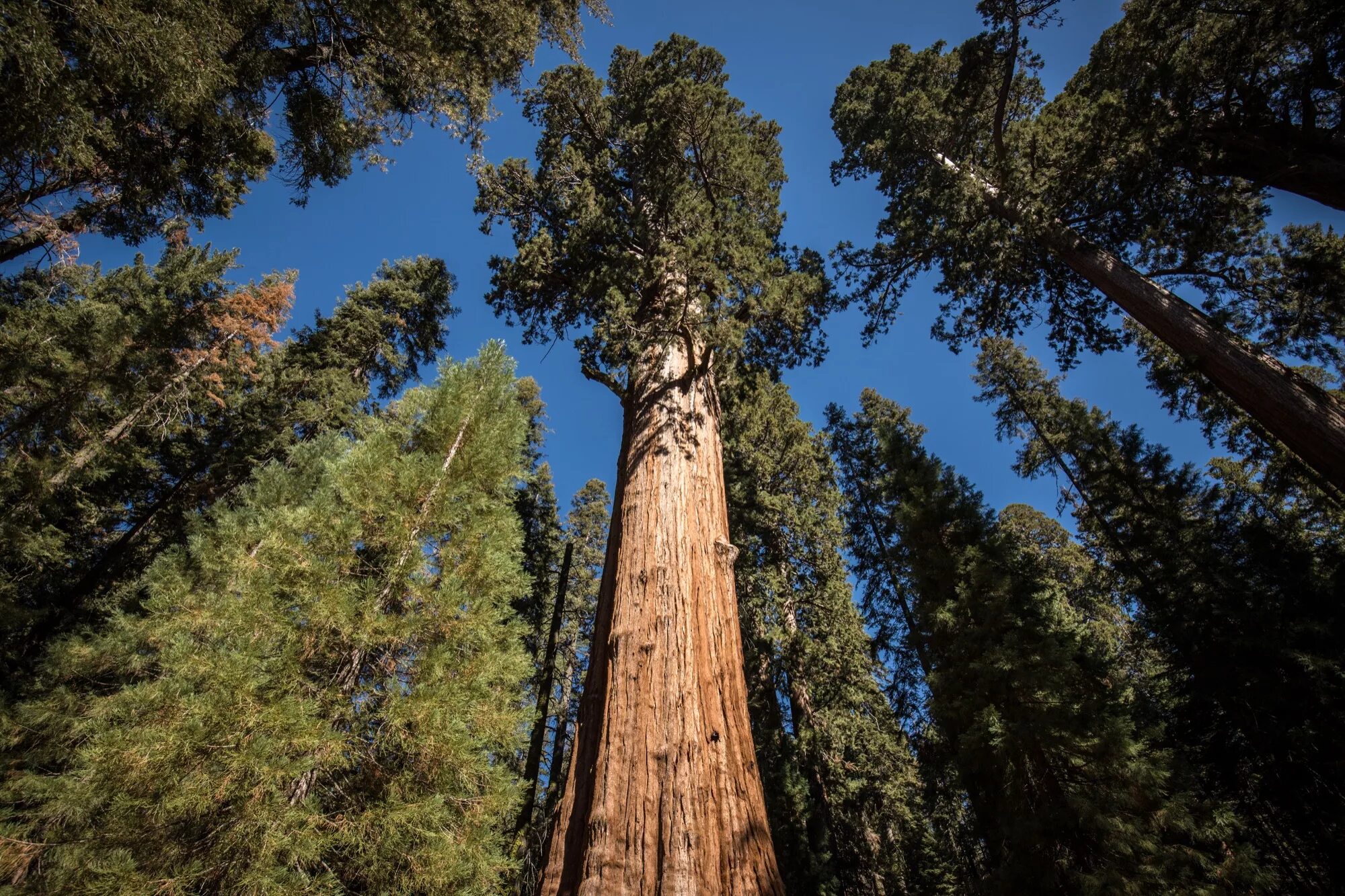 Где растет секвойя на каком. Секвойя дерево. Секвойя Мамонтово дерево. Секвойя вечнозелёная (Sequoia sempervirens). Секвойядендрон гигантский Мамонтово дерево.