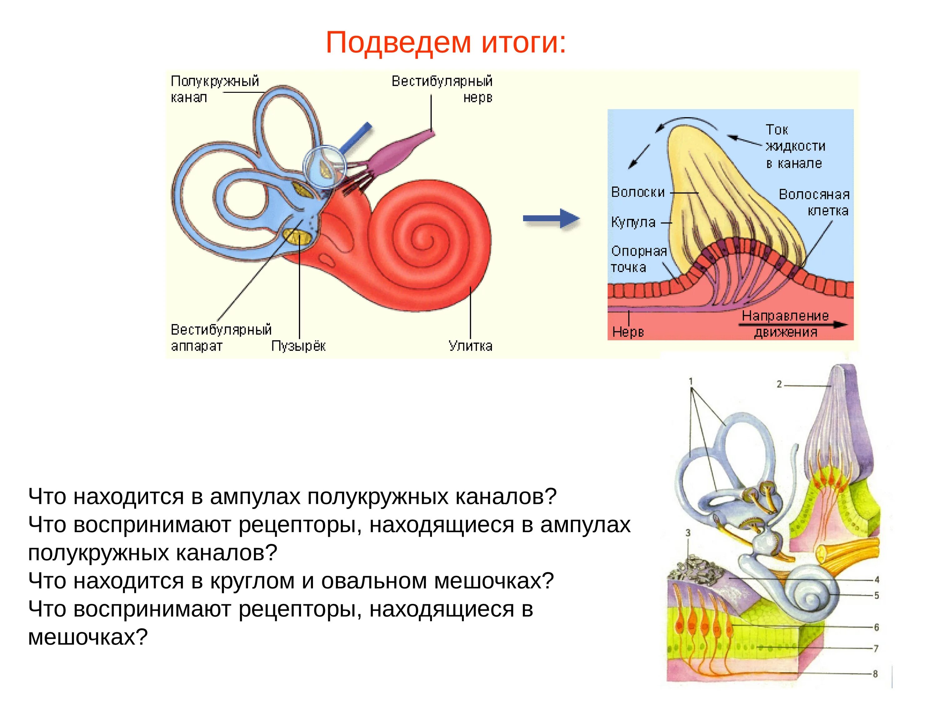 Рецепторы ампул полукружных каналов. Рецепторы внутреннего уха вестибулярного аппарата. Рецепторы вестибулярного анализатора. Рецепторы полукружных каналов реагируют на. Рецепторный орган слуха