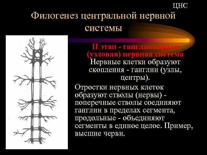 Узловая нервная система. Филогенез нервной системы. Ганглионарная нервная система. Узловая нервная система схема.