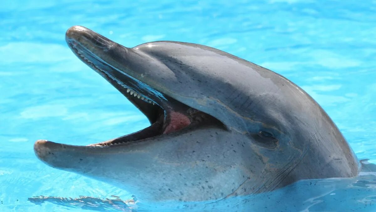 Зубатые киты. Морда дельфина. Дельфины челюсть. Глаз дельфина.