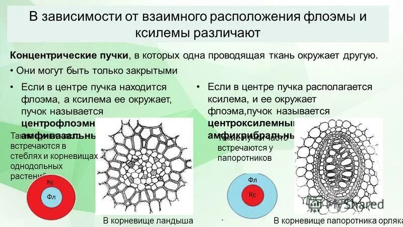 Проводящие пучки состоят из