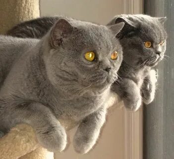 Почему британские кошки