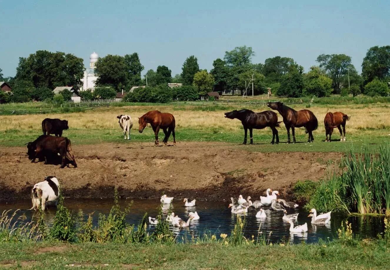 Жизнь сельской деревни. Коровы в деревне. Лошади в деревне. Стадо коров в деревне. Коровы на водопое.