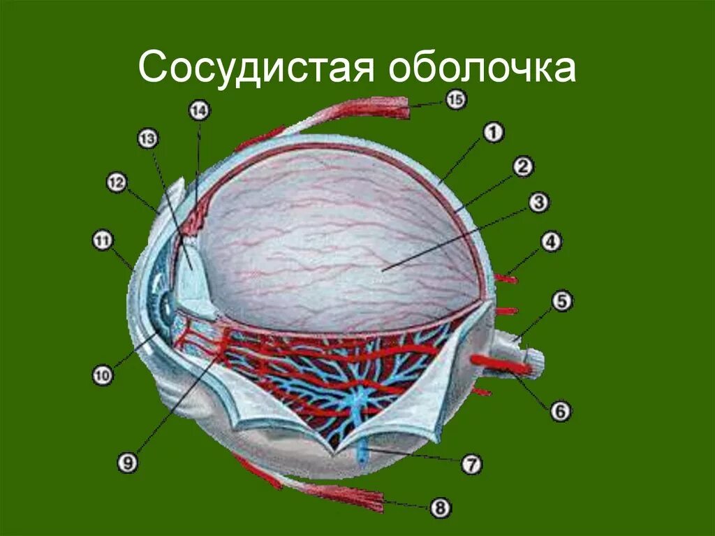 Характеристика сосудистой оболочки. Сосудистая оболочка глаза строение анатомия. Сосудистая оболочка глазного яблока. Сосудистая оболочка глаза хориоидея. Кровоснабжение сосудистой оболочки глаза.