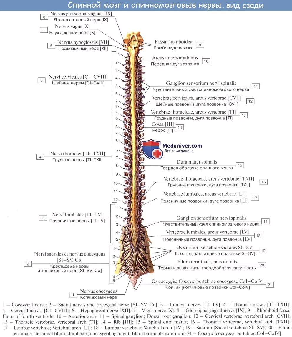 Спинной мозг строение на латинском. Строение спинного мозга латынь. Спинной мозг строение анатомия латынь. Нервная система латынь