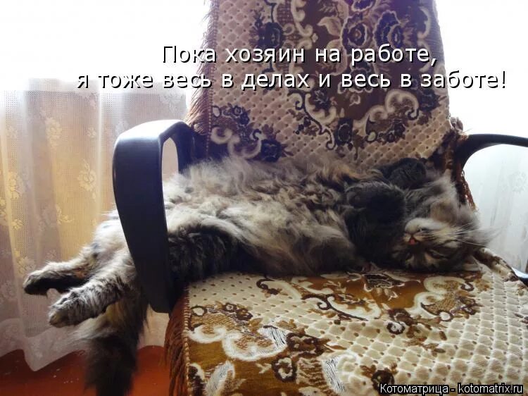 пока хозяин на работе. простите засранку. вся в делах вся в заботах. пушистое пузико. котик уработался.