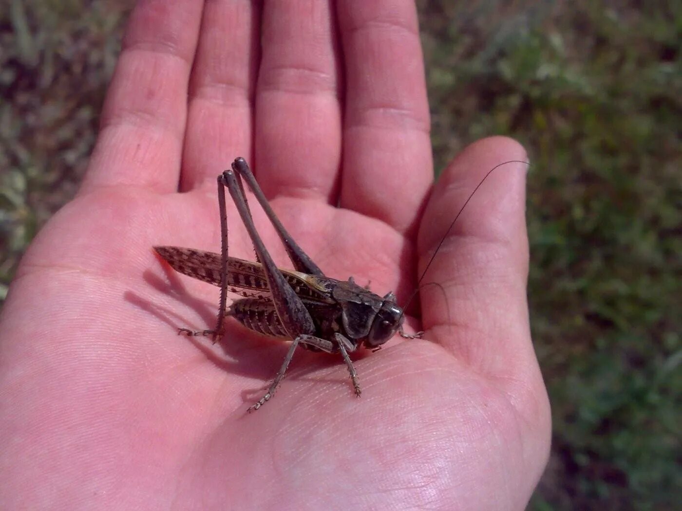 Серая кобылка кузнечик. Кузнечик белолобый Decticus albifrons. Насекомое похожее на кузнечика. Насекомое похожее на сверчка.