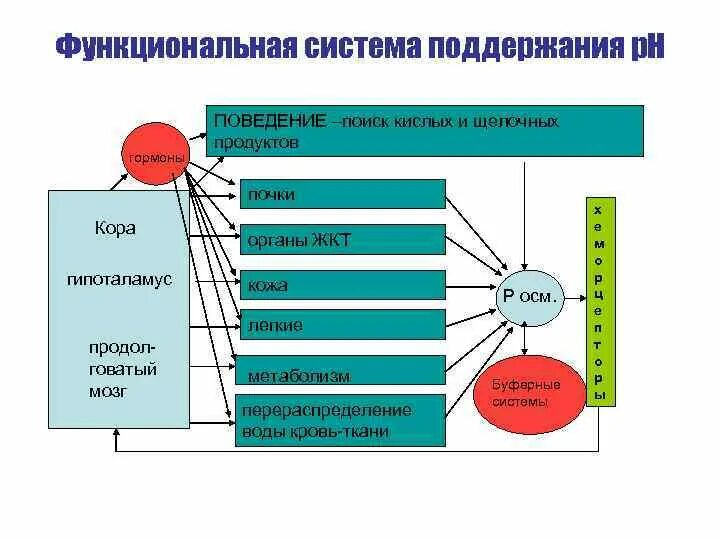 Функциональная система это в биологии. Функциональная система физиология. Функциональная система нормальная физиология. Функциональная система поддержания уровня питательных веществ. Что понимают под функциональной системой приведите примеры