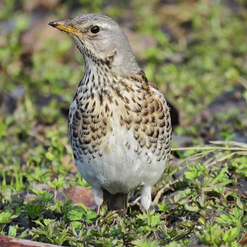 дрозд в неволе. дрозды в солигорске. певчий дрозд птенцы. птенцы уральских птиц. дрозд рябинник птенец.