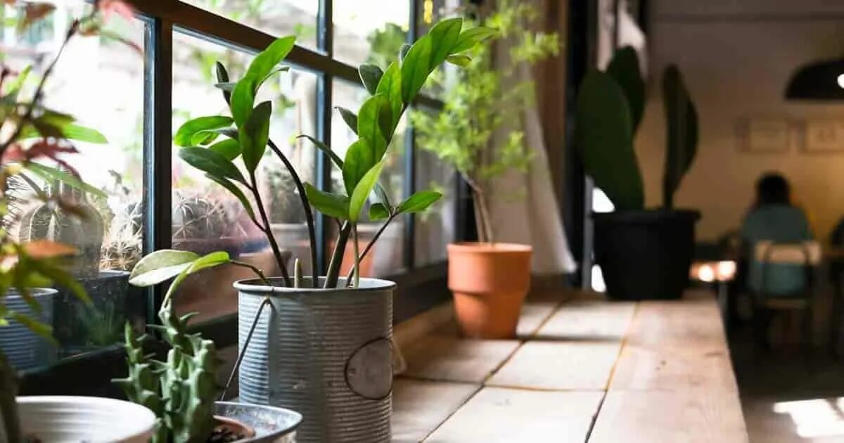 Шеффлера компактаспнг. Комнатные растения jade plant. Комнатное цветоводство. To be a potted plant. Шеффлера молодое растение.