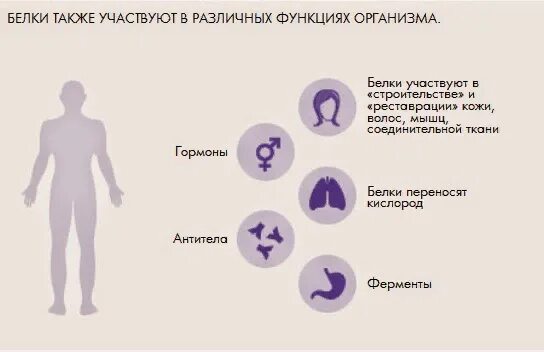 Влияние на организм белков. Белки в организме человека. Белки в человеческом организме. Зачем белок организму. Зачем нужен белок организму