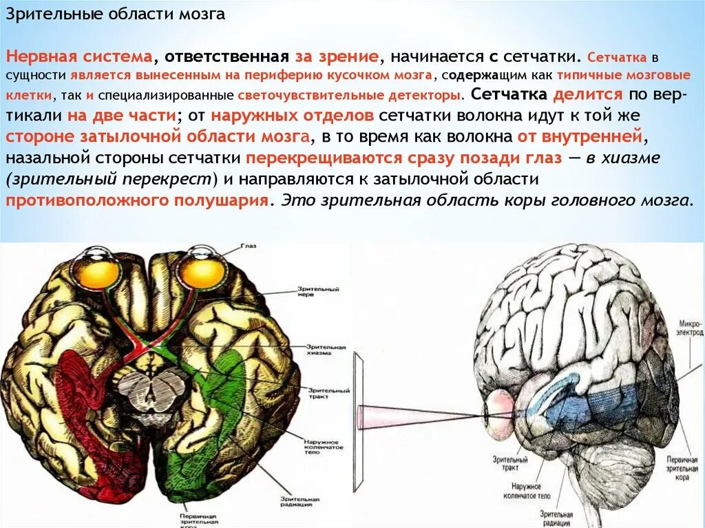 Зрительные доли мозга. Зрительная зона головного мозга. Отделы коры головного мозга. Психофизиология головного мозга. Нейроны в затылочной доле коры