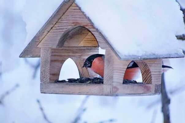 Помощь животным в зимнее время 2 класс. Кормушки для птиц зимой. кормушка зимой поможем птицам. как помочь животным зимой проект кормушки для птиц. кормушка для лисы.