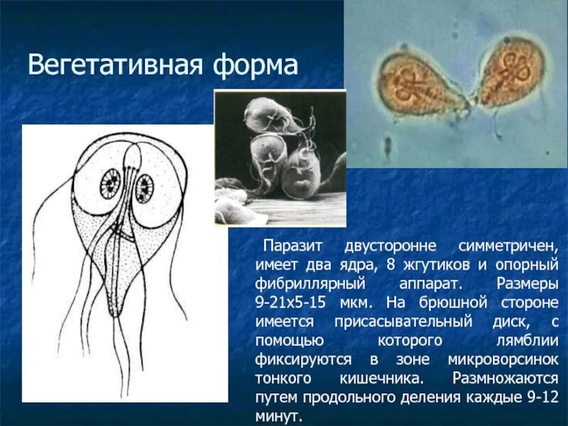 Какой паразит изображен на рисунке. Плоские черви паразиты циклы развития. Какой паразит изображен на рисунке. Ленточные паразитические черви виды. Какой паразит изображен на рисунке.