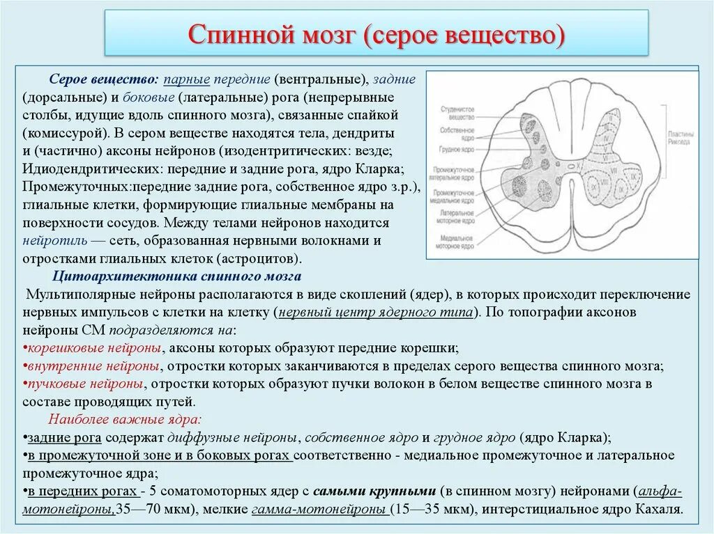 Задний рог серого вещества спинного мозга. Нейронный и глиальный состав серого вещества спинного мозга. Ядра задних Рогов спинного мозга. Строение и функции серого вещества спинного мозга таблица. Нейрональный состав серого вещества спинного мозга.