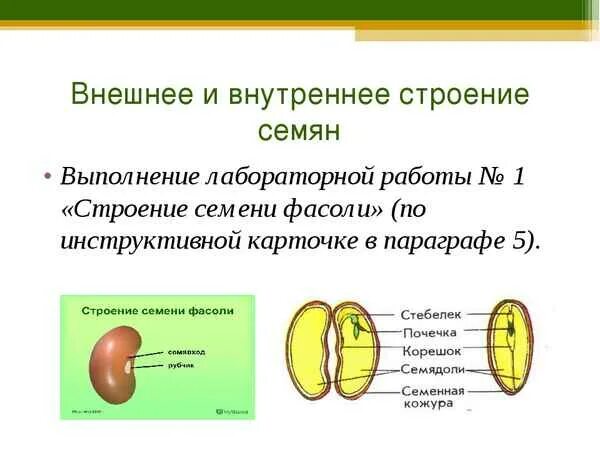 Строение семени 7 класс биология. Лабораторная по биологии строение семени фасоли. Строение семени 6 класс биология. Лабораторная строение семян биология 6 класс. Лабораторная работа по биологии строение семени фасоли.