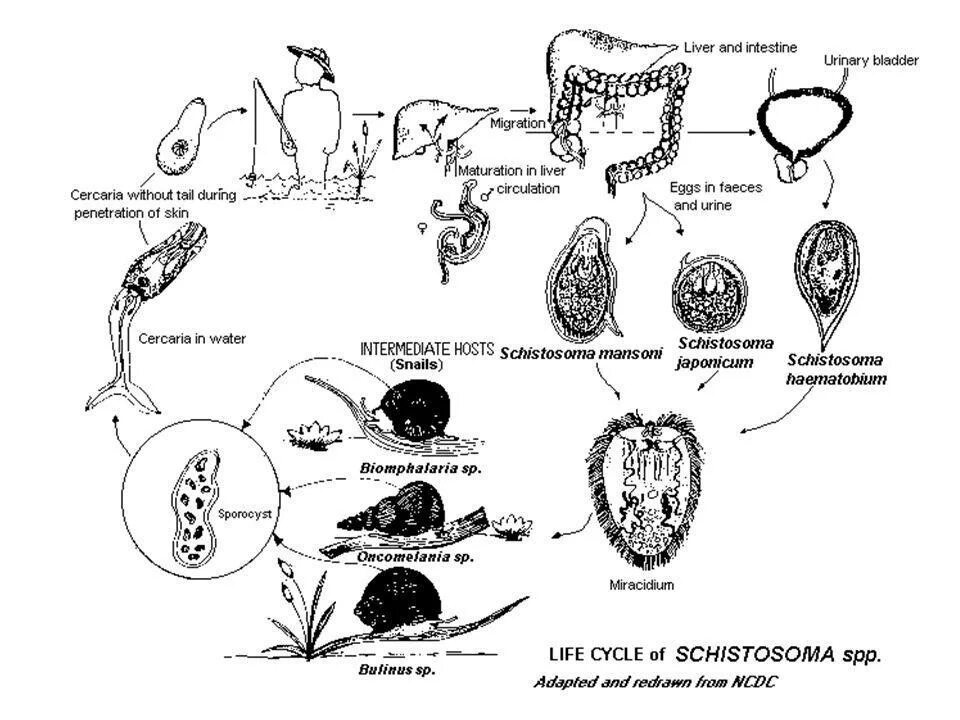 Схема жизненного цикла Schistosoma haematobium. Жизненный цикл шистосомы схема. Schistosoma haematobium жизненный цикл. Шистосома гематобиум жизненный цикл.