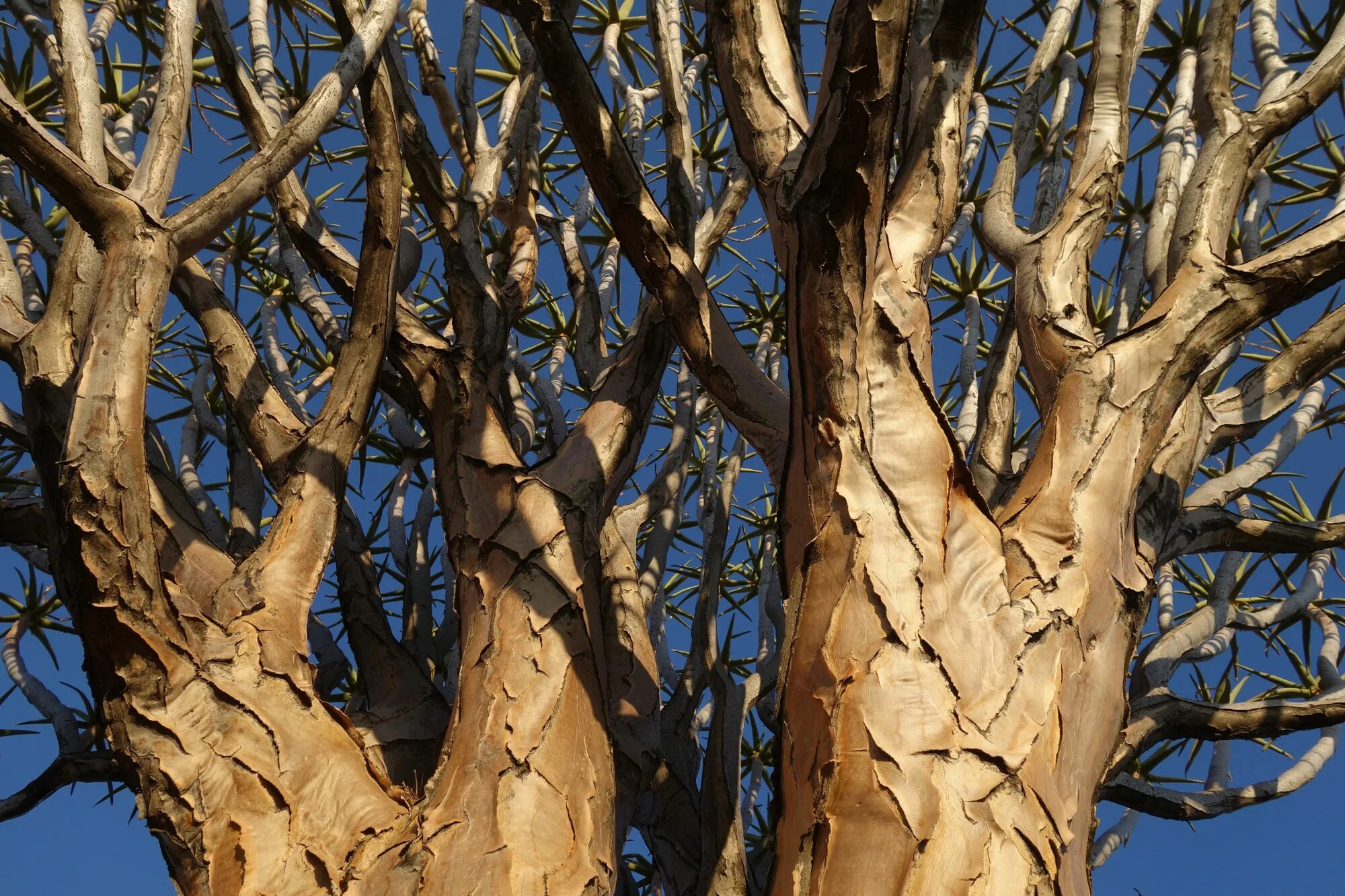 Толстая ветка дерева. Бойсан дерево. Колчанное дерево. Колчанные деревья Намибия. Тякан дерево.