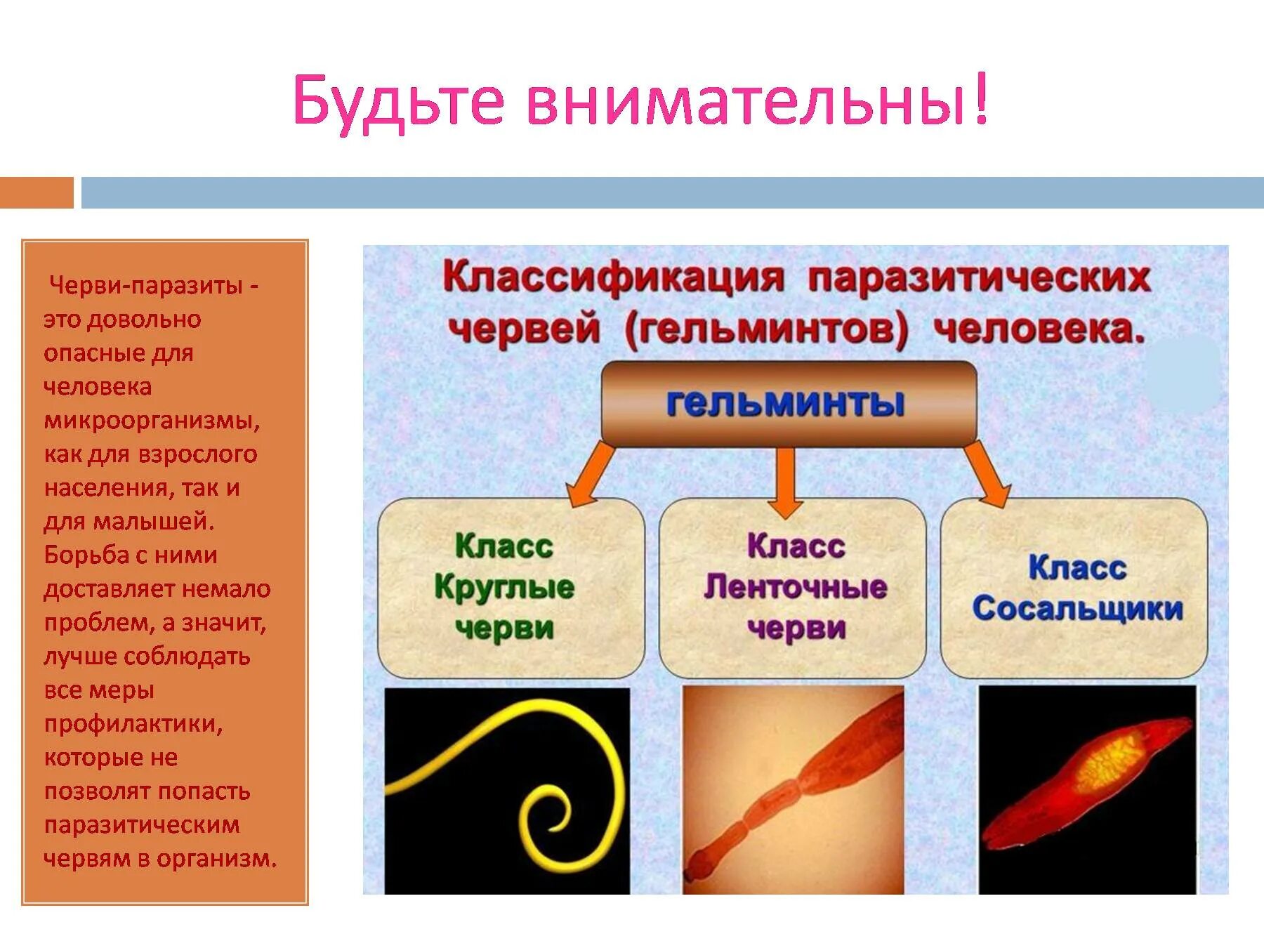 Типы и класс паразитических червей. Меры профилактики заболеваний паразитическими червями. Паразитические черви презентация. Круглые черви профилактика. Круглые черви заболевания