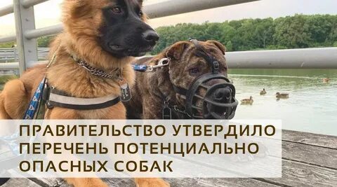 Перечень опасных собак