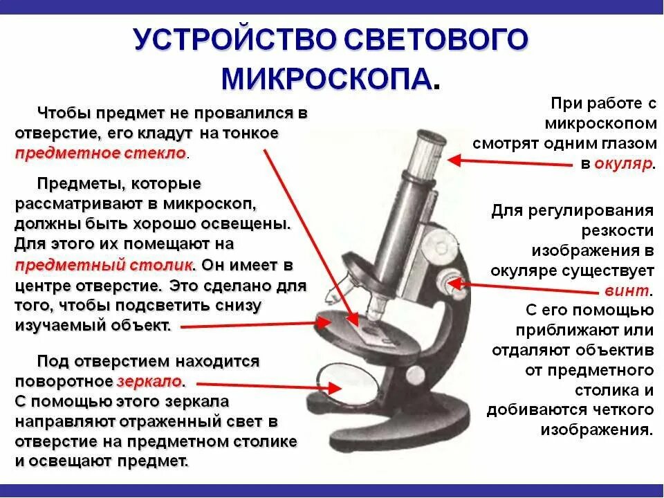Микроскоп рисунок с подписями. Устройство светового микроскопа 5 класс. Строение микроскопа винты. Световой микроскоп строение. Бинокулярный микроскоп строение.