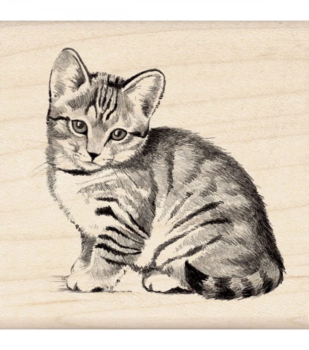 Кошачий рисунок. Полосатые котики для рисования. Кошка рисунок карандашом. Полосатый кот для рисования. Рисунок полосатого котенка карандашом.