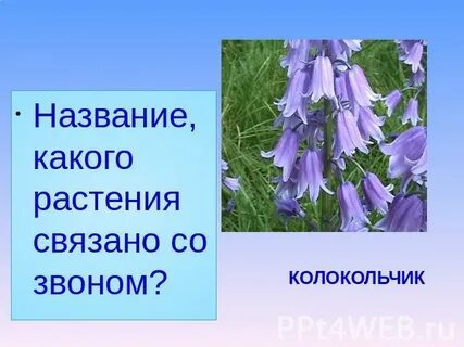 Какое растение связано