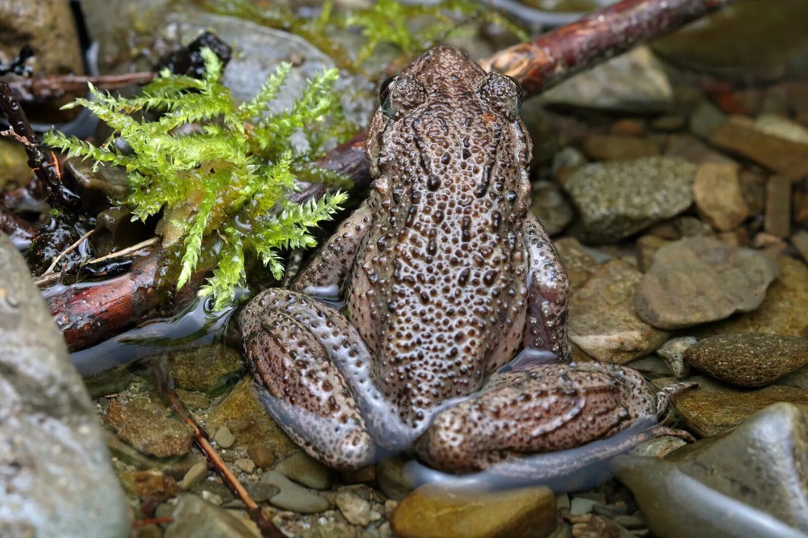 Кавказская крестовка (pelodytes caucasicus). Кавказская крестовка крест на спине. Крестовка. Крестовка. Кавказская крестовка.