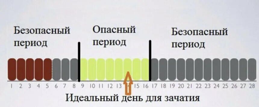 15 дней после месячных