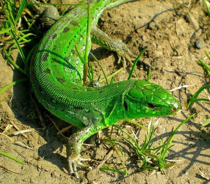большая зеленая ящерица. ящерица варан зелёный. большая зеленая ящерица. ящерица зеленая игуана. игуана василиск.