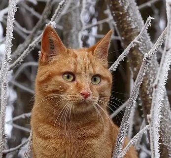 Кот иней