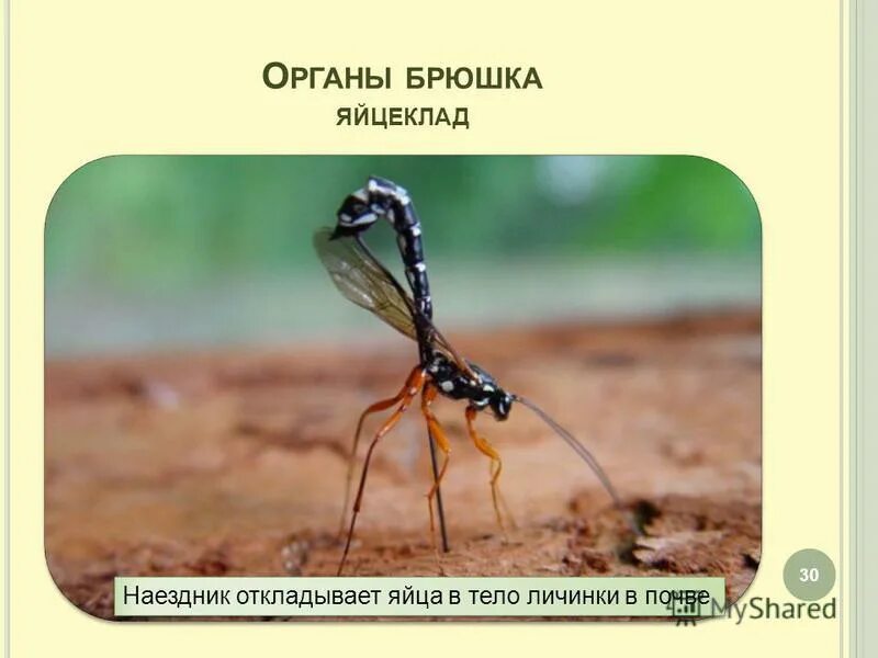 роль наездников в хозяйственной деятельности человека