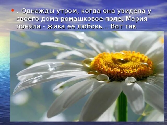 Ромашка символ семьи. Ромашка символ праздника семьи любви и верности. Ромашка символ любви и верности. Ромашка символ России.