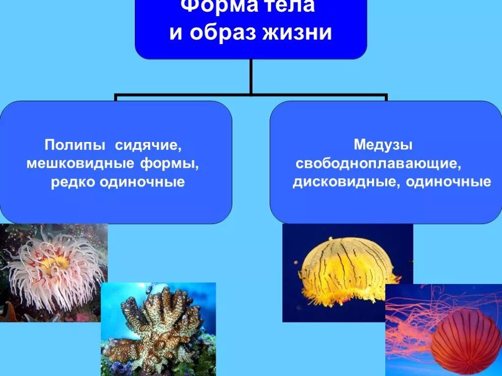 Многообразие кишечнополостных. Тип Кишечнополостные 7 класс биология классы. Кишечнополостные черви 7 класс биология. Представители кишечнополостных 7 класс. Виды кишечнополостных 7 класс биология.