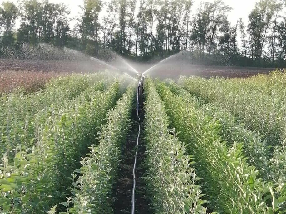Питомник мичурина в мичуринске. Мичуринский питомник. Мичуринский питомник саженцы. Тимирязевский питомник саженцы. Мичуринский сад мсха.