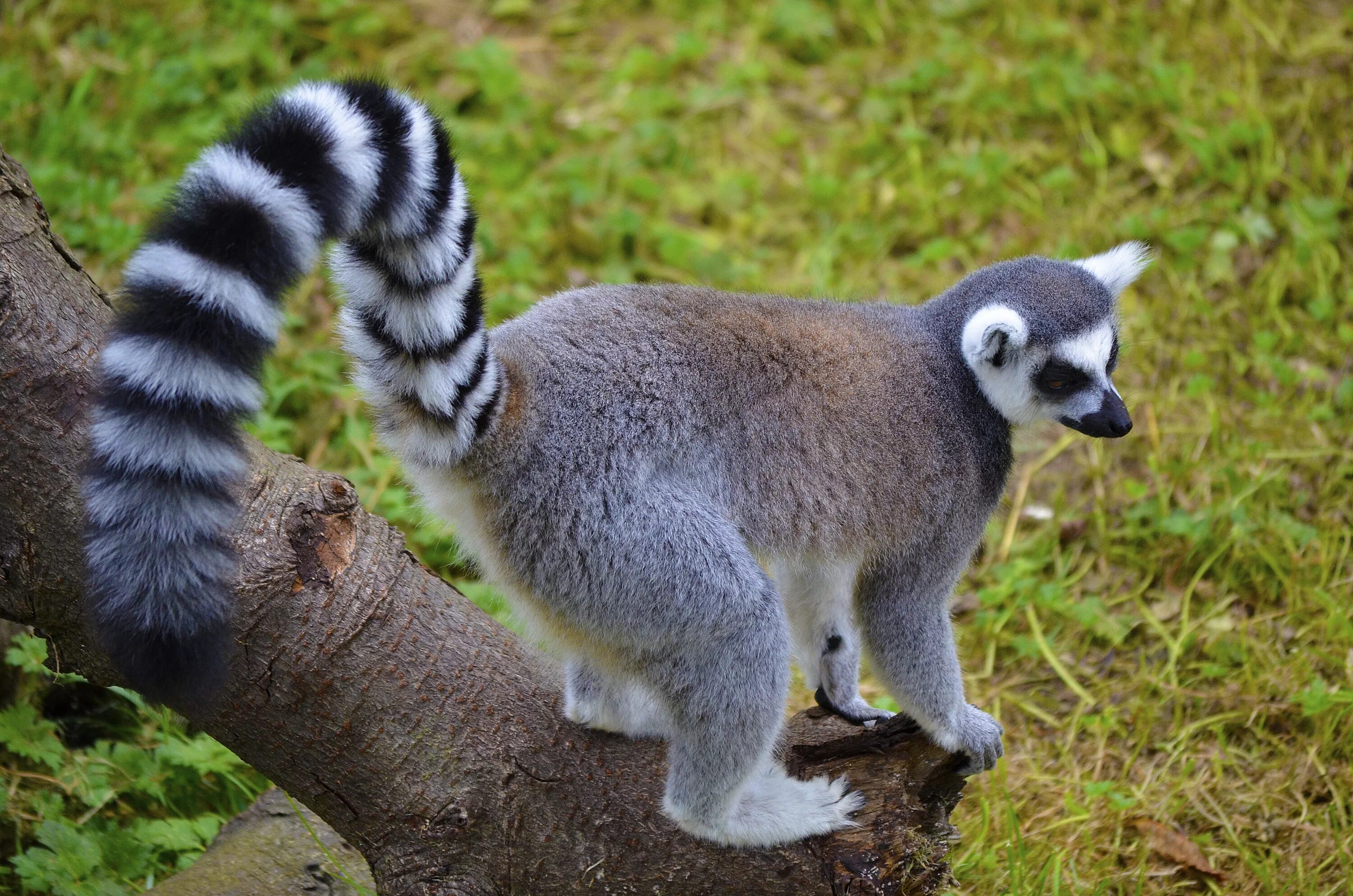 U animal. Кольцехвостый (кошачий) лемур. Кошачий лемур хвост. Западный шерстистый лемур. Кольцехвостый лемур и кошачий лемур.