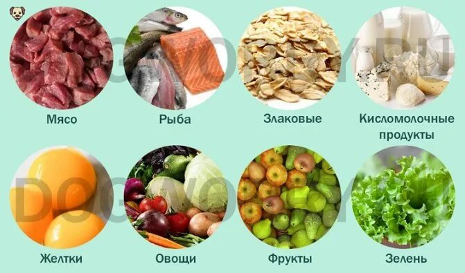 В каком виде лучше давать. Рацион пекинеса. какие овощи можно давать собаке. какими овощами можно кормить собаку. какие овощи и фрукты можно давать пекинесу.