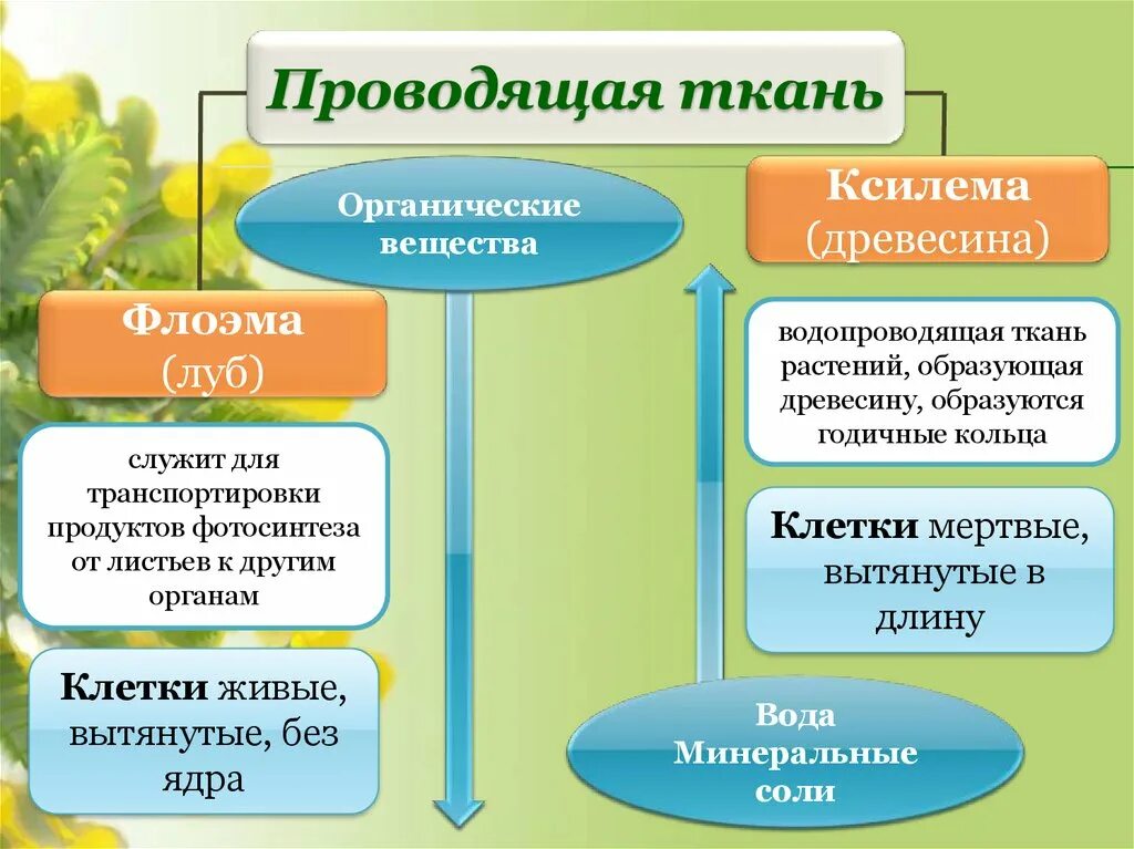 Образована живыми или мертвыми клетками. Проводящие ткани Ксилема и флоэма таблица. Таблица проводящей ткани растений. Проводящая ткань Ксилема и флоэма. Проводящие ткани покрытосеменных растений.