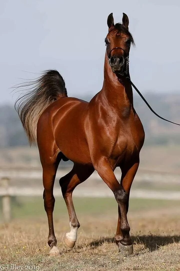 Найти арабский скакун. Гнедой арабский скакун. Арабская лошадь гнедая. Кохейлан-сиглави. Арабская чистокровная лошадь.