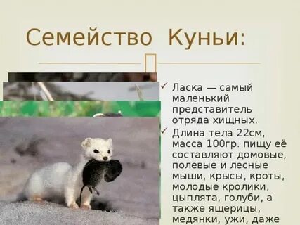 Вид семейства куньих отряд хищных