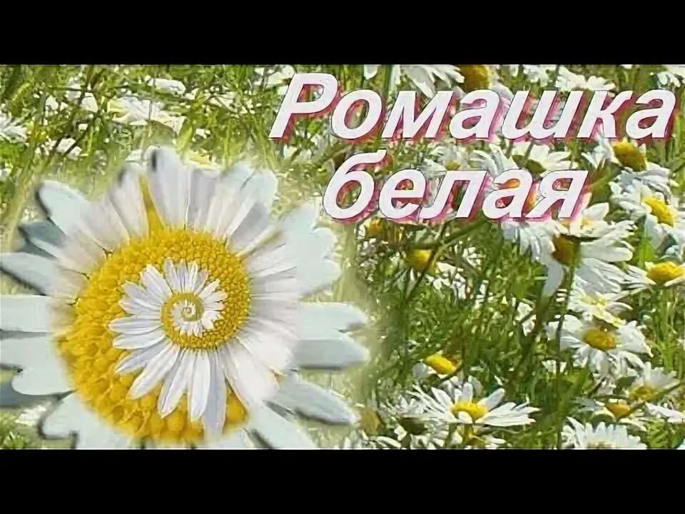 Ромашка белая лепесточки нежные. Ромашка белая дороже всех цветов. Ромашка белая дороже всех цветов. Ромашка белая текст. Текст песни ромашка белая.