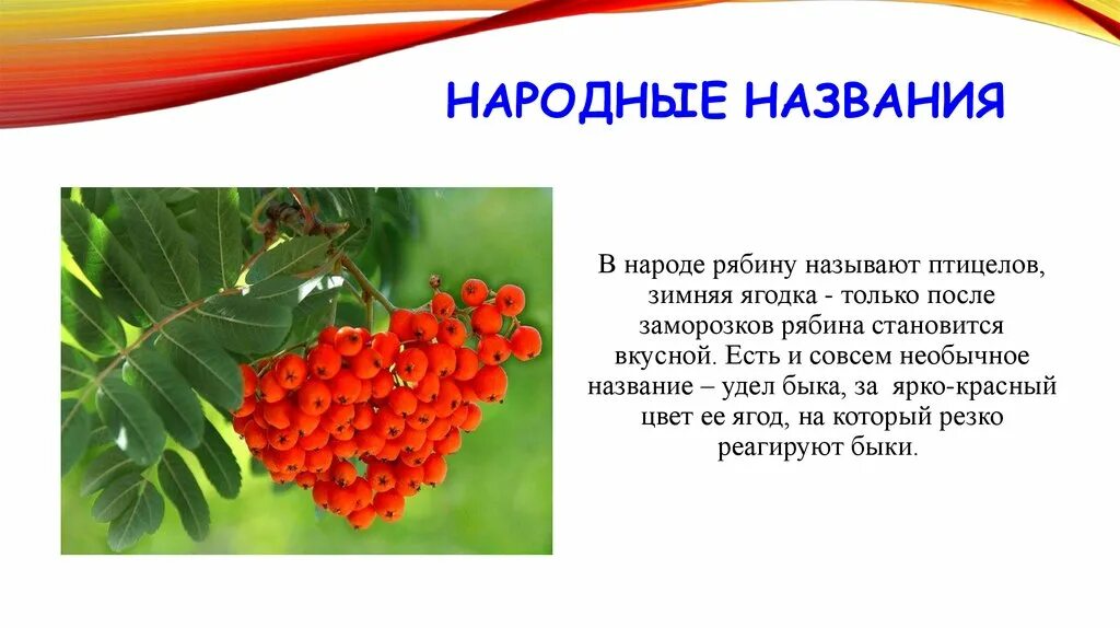 Рябина. Научное название рябины. Заголовки о рябине. Рябина презентация для детей. Прилагательное к слову рябина